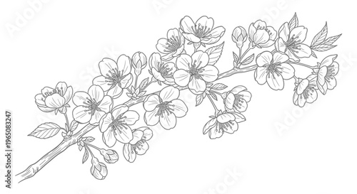 cherry blossom branch with flowers