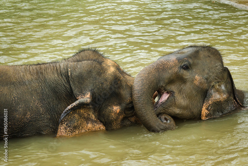 Young Asian elephant playfully opening its mouth while resting against an adult elephant during a calm river bath in Thailand