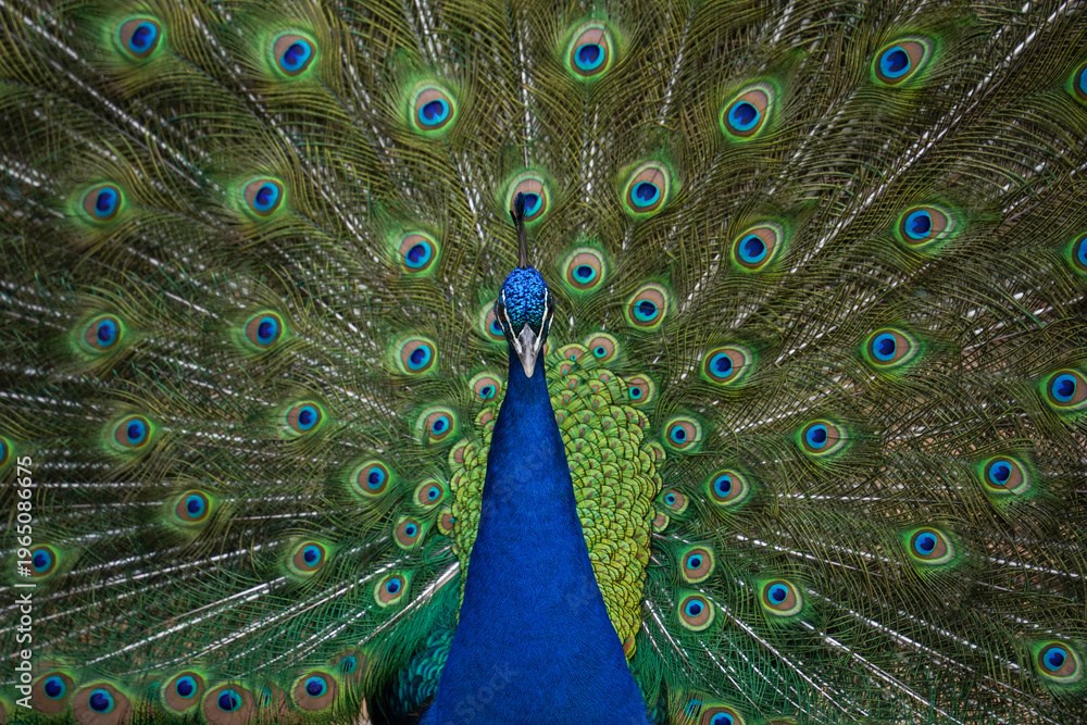 Obraz premium peacock with feathers out