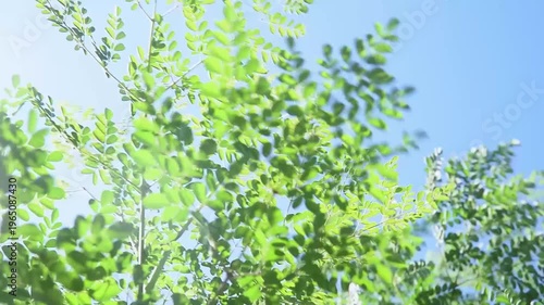 Cinematic view of Moringa oleifera leaves gently swaying in the wind against a clear blue sky. Fresh green foliage moves naturally, creating a calming and organic visual.
