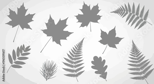 Colección de siluetas de hojas de árboles y plantas como arce, helecho y roble en tonos grises sobre un fondo claro minimalista y elegante para diseño.