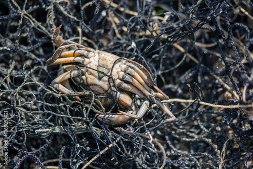 Authentic real-life capture of a crab entangled in fishing net. No AI used, natural scene highlighting ocean pollution, environmental issues and unintended catch in fishing practices.