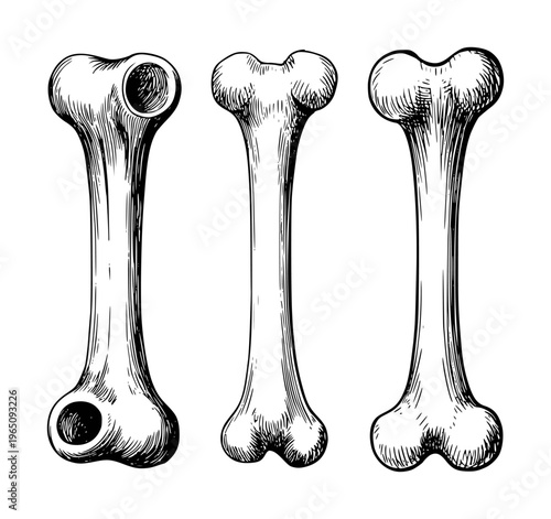 Foto Vintage Style Long Bones Depicting Anatomical Structures a White Background anat