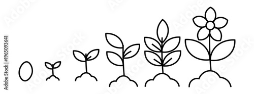 Plant growth stages lifecycle outline icons set from seed to flower