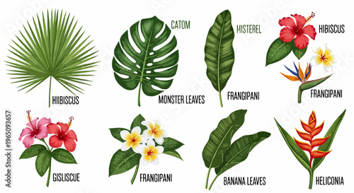 Collezione di elementi botanici esotici con fiori di ibisco rosso, foglie di monstera deliciosa e frangipani per design grafico estivo.