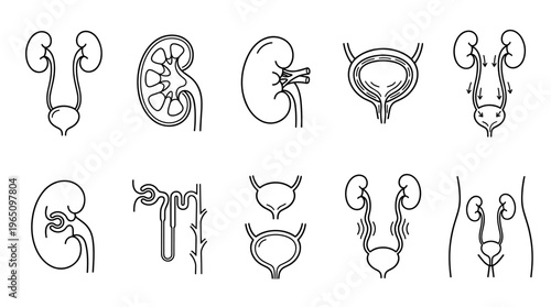Kidney and urinary system illustrations on white background
