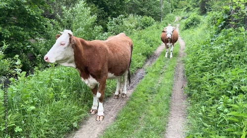 Two brown and white cows standing along a narrow rural dirt path bordered by lush green vegetation in a peaceful countryside setting.