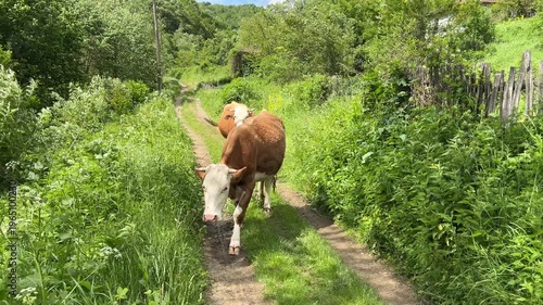 Video of cows grazing on a country road