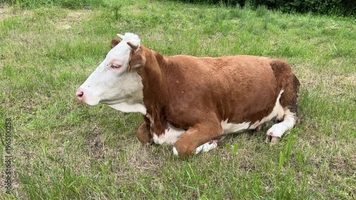 The video footage of cow which lies in a lush green vegetation in a peaceful countryside setting.