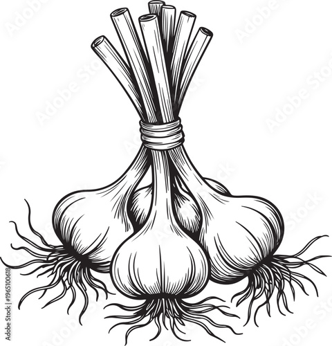 Garlic Bulbs Bundle with Roots Hand Drawn Botanical Vegetable Illustration