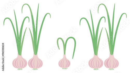 Garlic Plant Growth Stages Botanical Vegetable Farming Illustration
