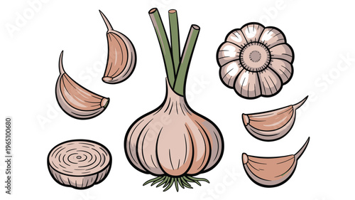 Garlic Bulb and Cloves Set Botanical Food Ingredient Illustration Isolated