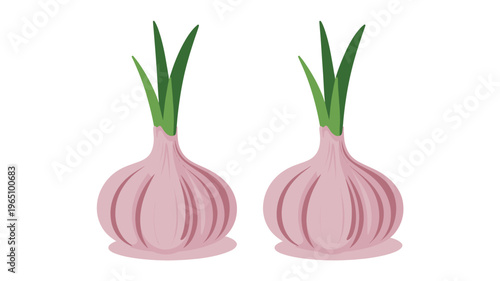 Garlic Plant Growth with Cloves Botanical Vegetable Illustration Isolated