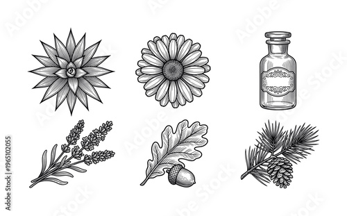Set of vintage botanical illustrations in an engraving style. Includes flowers, herbs, and an apothecary bottle. Vector elements for logos, packaging, and branding natural products.