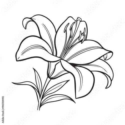 Graceful Lily Illustration with Clean Artistic Lines