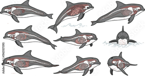 Dolphin Anatomy Vector Collection with Skeletal and Internal Organ Illustrations, Bottlenose Dolphins in Various Poses for Educational, Scientific, and Digital Marine Life Projects
