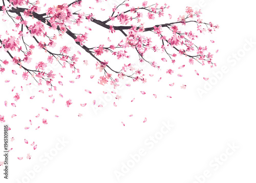 Cherry blossom branches with falling pink sakura petals frame. Hand painted in watercolor floral springtime illustration isolated on white background template for wedding invitations, greeting cards.
