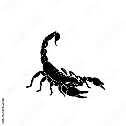 Ominous Silhouette of a Desert Scorpion with Stinger Raised Arachnid Wildlife