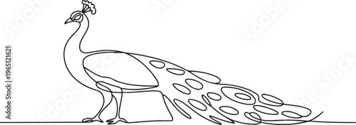 The peacock stands sideways. Breeding peacocks. A bird with a beautiful tail. World Farm Animals Day. one line art icon drawing vector
