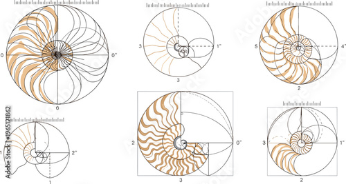 Mathematical Spiral Vector Collection with Golden Ratio, Fibonacci, Nautilus, Geometric Patterns, and Nautical Shell Design Illustrations for Science, Education, and Digital Projects