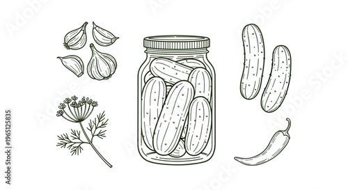 Pickling ingredients illustration with jar of pickles garlic chili and dill on white background for food and recipe concepts