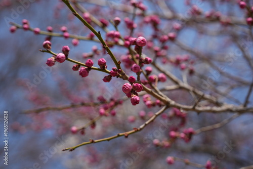 Pink Blossom Buds Beginning to Bloom in Early Spring