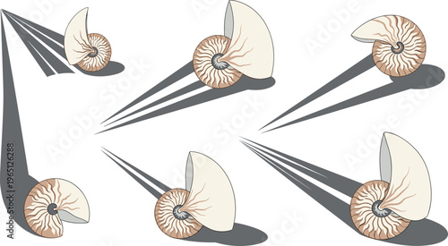 Nautilus Shell Vector Collection with Realistic 3D Spiral Shells Casting Shadows, Detailed Ocean and Sea Life Illustrations for Digital, Educational, and Nature Designs