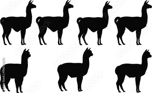Black silhouette illustration of llamas and alpacas in side profile, animal comparison concept, body shape and posture design