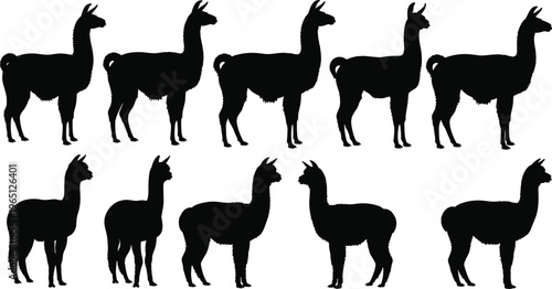 Black silhouette illustration of llamas in side profile, various body shapes, neck lengths, animal posture and design concept
