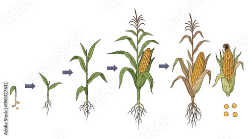 Sequential illustration showing the growth stages of a corn plant from a sprouting seed to a mature stalk with ripe ears of maize.