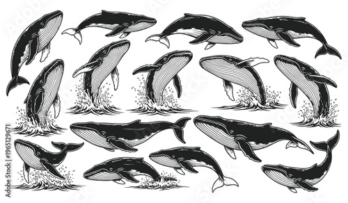 Collection of whales in various poses with Silhouettes vector