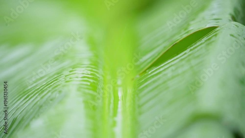 close up of green leave with water in africa 