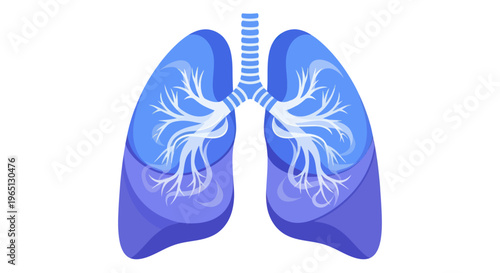 Human lungs with bronchial tree.