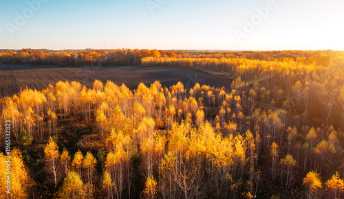 Photos Spectacular autumn forest with yellow treetops glowing in the sunlight