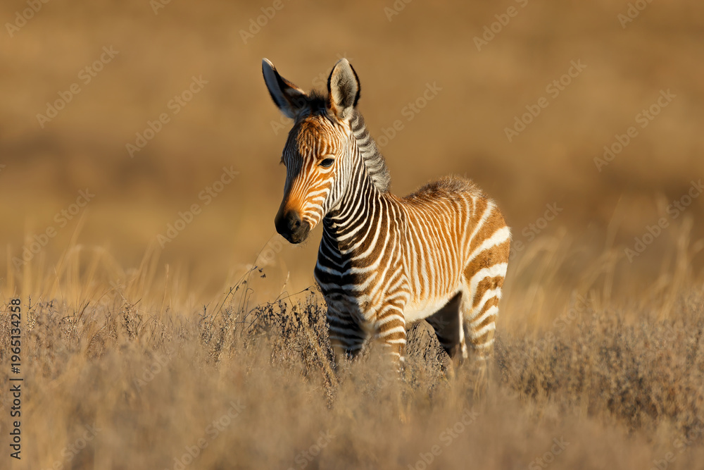 Obraz premium A young Cape mountain zebra (Equus zebra) foal in natural habitat, Mountain Zebra National Park, South Africa