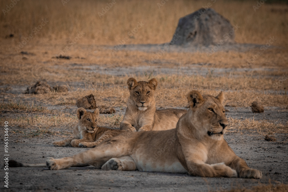 Fototapeta premium Lioness with cubs resting together in savannah Savuti Botswana