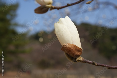 White Magnolia Bud Beginning to Bloom