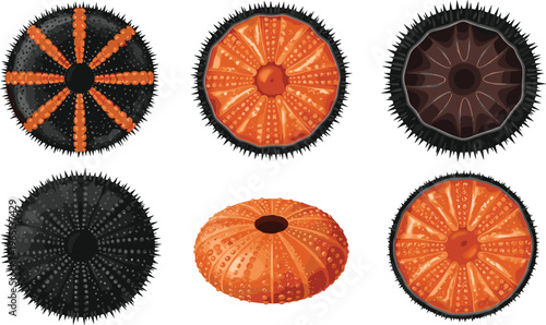Sea Urchin Illustration Set in Different Poses with Spiny and Smooth Shell Variations for Ocean Life, Marine Design, and Aquatic Graphics