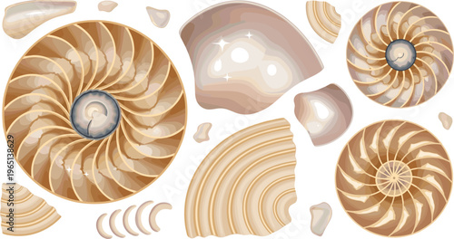 Seashell and Nautilus Shell Vector Collection with Spiral, Conch, and Ocean Fossil Designs, Natural Beach Elements, Marine Life Illustrations for Digital Projects