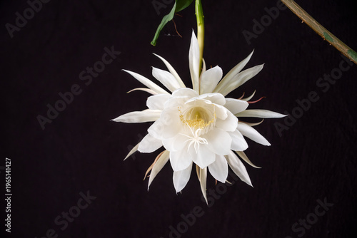 A rare white night-blooming cereus flower unfolds its delicate petals in full glory. Captured against a dark background, it radiates purity, elegance, and quiet nocturnal beauty
