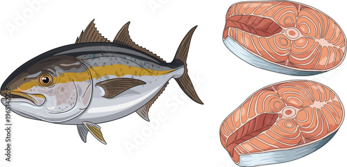 Tuna Fish and Fillet Illustration Set for Seafood, Culinary, and Nutrition Design with Fresh Fish and Meat Cuts
