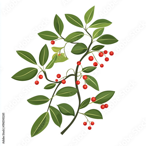 Botanical illustration of a green leafy branch with bright red berries