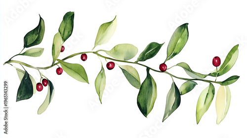 Watercolor botanical illustration of a green branch with red berries