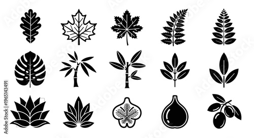 Diverse Botanical Leaf Shapes and Plant Species Vector Icons