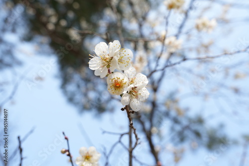 Single White Plum Blossom Against the Blue Sky
