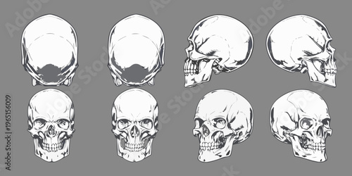 Anatomical study of human skulls in various views sketched in monochrome