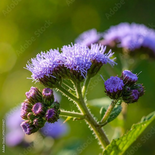 A close-up of purple flowers with a blurred green background