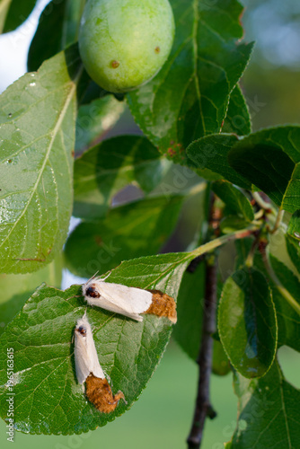 Female brown-tail moth laying eggs surrounded by brown hairs on plum leaf, white brown-tail moth laying clusters covered with hairs from their anal tuft, horticultural and health problem, copy space 