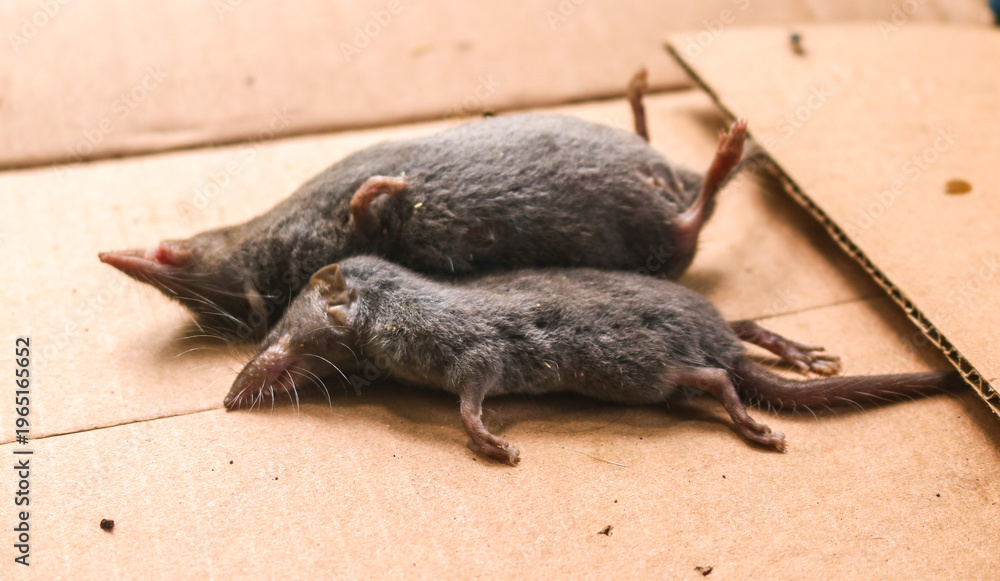 Fototapeta premium Two dead rats on a cardboard box, dead rats surrounded by flies
