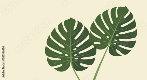 Minimalist botanical background featuring two large green monstera deliciosa leaves on a plain light cream or beige surface.